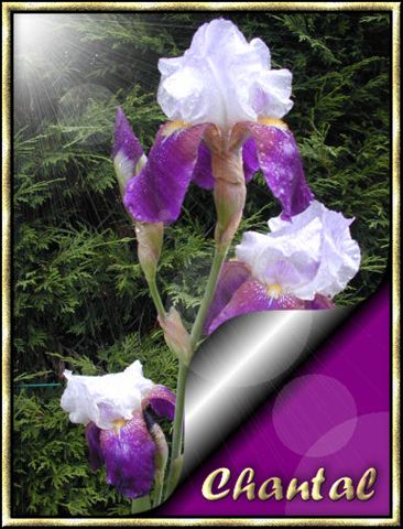 Iris de mon jardin Night Edition