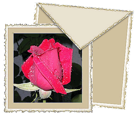 Rose rouge de mon jardin